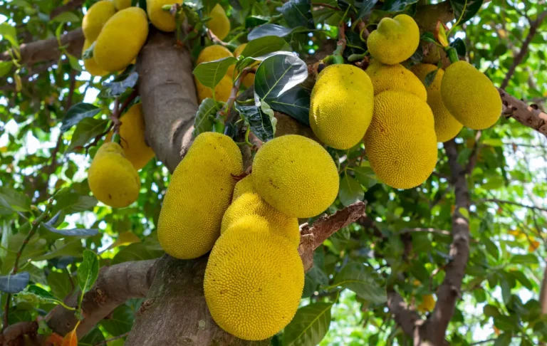 কাঁঠাল চাষ পদ্ধতি