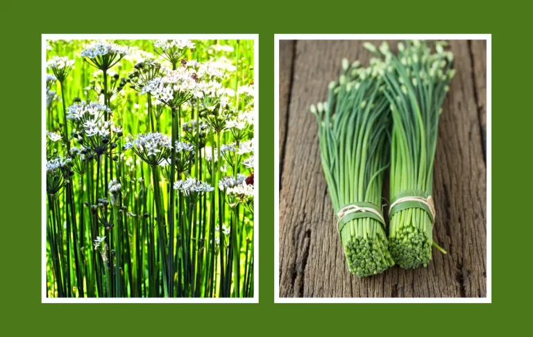 চিভ মসলার চাষ