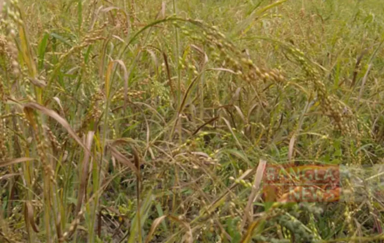 চীনা ফসলের চাষ পদ্ধতি