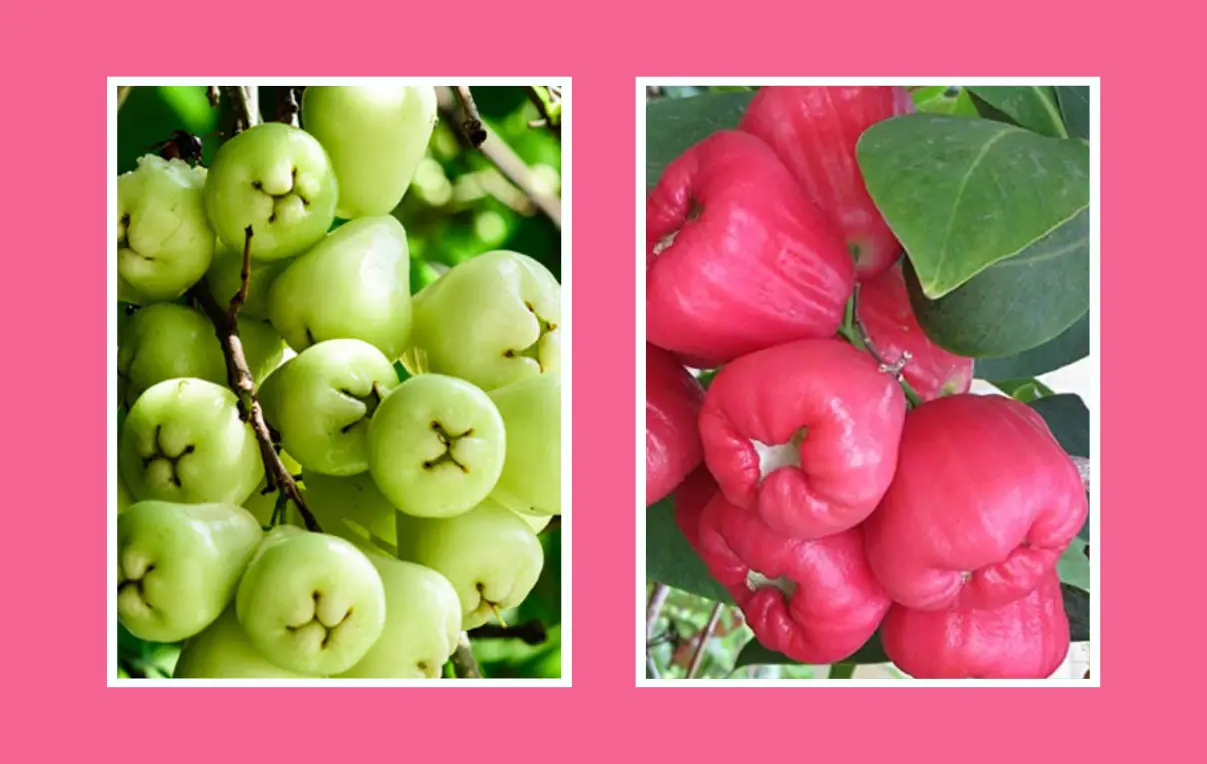 জামরুল ফল চাষের পদ্ধতি