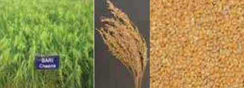 তিতাস কাউনের জাত