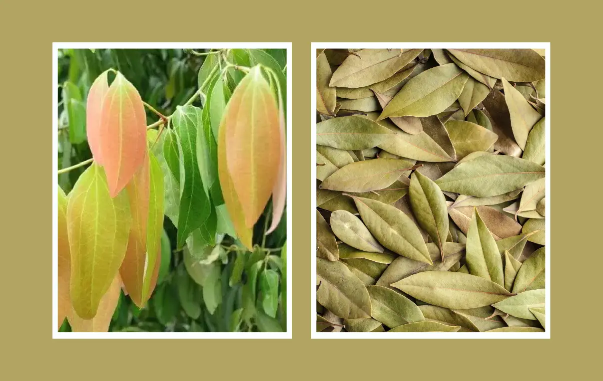 তেজপাতা চাষ পদ্ধতি, তেজপাতা গাছের বৈশিষ্ট্য, কলম, চারা তৈরি, রোগ ও পরিচর্যা