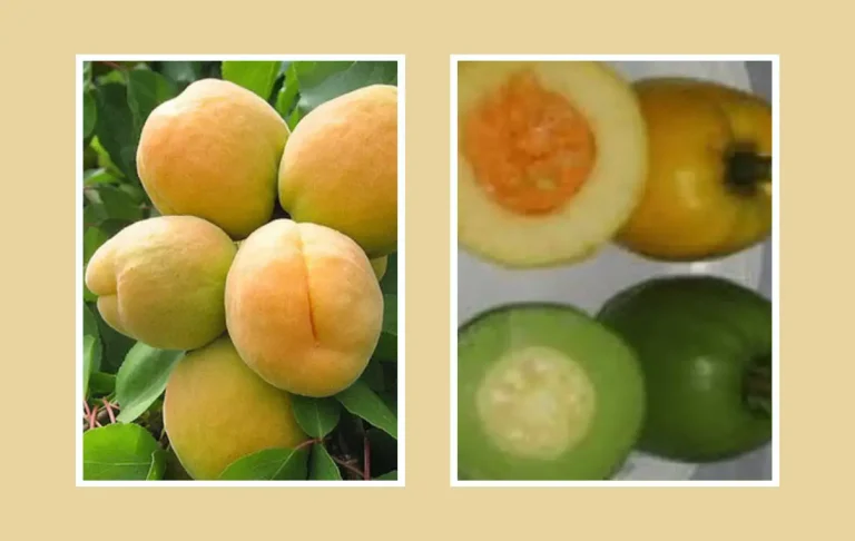 তৈকর ফল চাষ