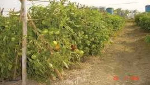 ফার্টিগেশন পদ্ধতিতে টমেটো উৎপাদন