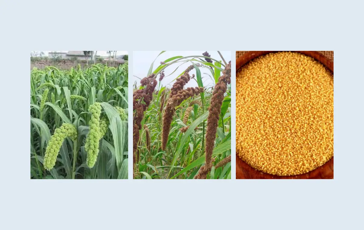 বাংলাদেশে কাউন চাষ পদ্ধতি ও নিয়ম, কিভাবে কাউন চাষ করতে হয়, কাউন এর জাত ও বৈশিষ্ট্য