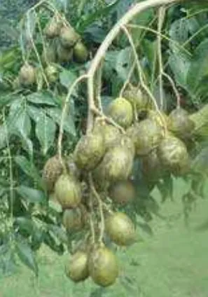 বারি আমড়া-১