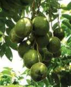 বারি আমড়া-২