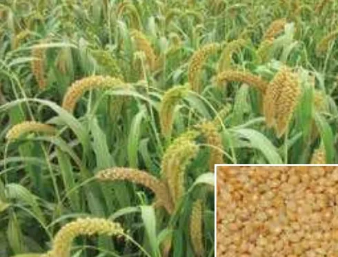 বারি কাউন-২