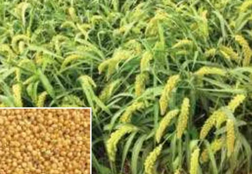 বারি কাউন-৩