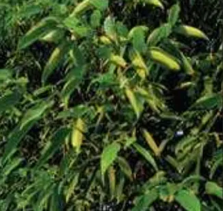 বারি তেজপাতা-১ এর রোগমুক্ত শাখা