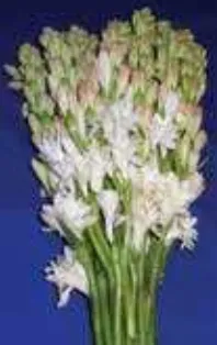 বারি রজনীগন্ধা-১