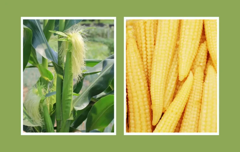 বেবী কর্ণ চাষ পদ্ধতি