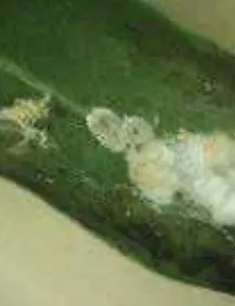 মিলিবাগ বা ছাতরা পোকা