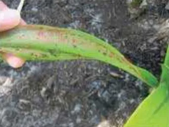 লিলি ফুল গাছের পাতায় দাগ পড়া