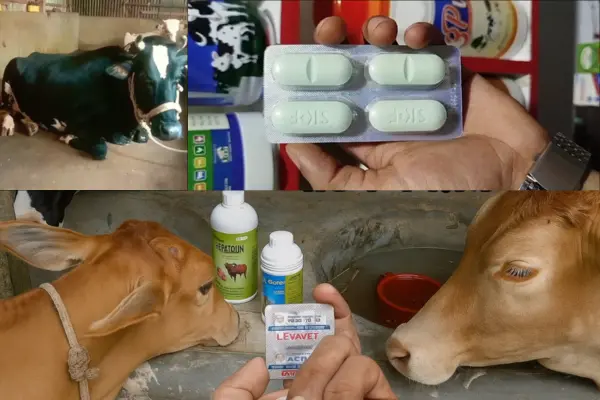 গরুর কৃমির ঔষধ খাওয়ার পর কি ভিটামিন খাওয়াতে হয় (informationbangla.com)