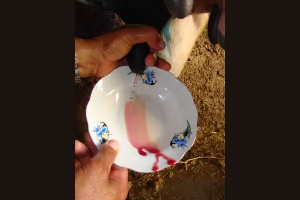 গাভীর বাঁট থেকে রক্ত আসা বা হেমোল্যাকটিয়া রোগের কারণ, লক্ষণ এবং চিকিৎসা (informationbangla.com)