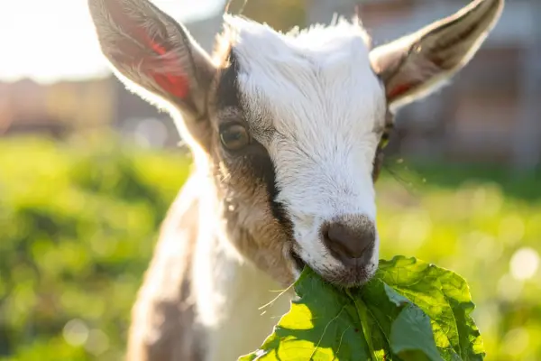 ছাগলের খিদে বাড়াতে এবং ওজন বৃদ্ধি করতে লিভার টনিকের ভূমিকা কি, ছাগল মোটাতাজাকরণ পদ্ধতি
