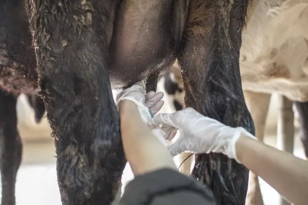 ৫৫+ গরুর রোগ ও চিকিৎসাঃ গরু বা গাভীর রোগ-ব্যাধি ও তার প্রতিকার (গরুর রোগের নাম, ঔষধ,