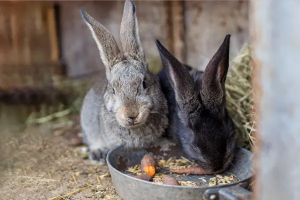 খরগোশ পালন