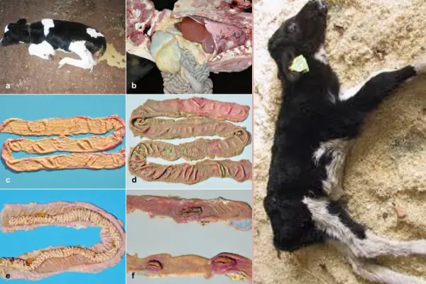 গরু-ছাগলের সালমোনেলোসিস রোগঃ কারণ, লক্ষণ ও চিকিৎসা