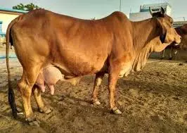 শাহীওয়াল গাভীর বৈশিষ্ট্য