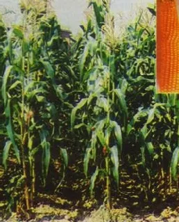 খইভুট্টা (ইনসেটে মোচা)