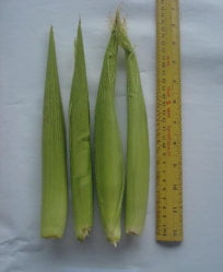 বারি বেবি কর্ন-১