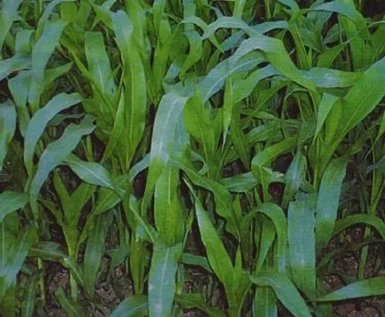 বারি ভুট্টা-৫