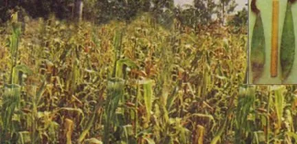 বারি মিষ্টি ভুট্টা-১ এর ফসল (ইনসেটে মোচা)