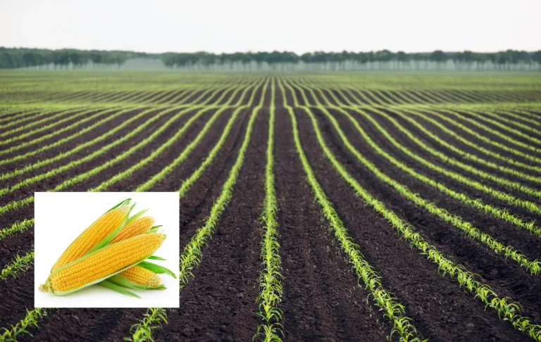 ভুট্টা চাষের পদ্ধতি (ভুট্টা চাষ পদ্ধতি pdf সহ)