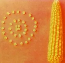 মোহরের মোচা ও দানা