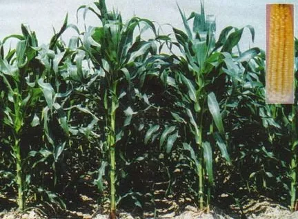 শুভ্রা ভুট্টা (ইনসেটে মোচা)