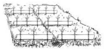 চিত্র- অস্থায়ী বেডে গিঁট কলম