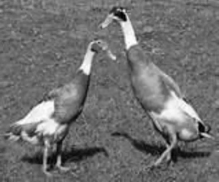 চিত্র- ইন্ডিয়ান রানার জাতের হাঁস