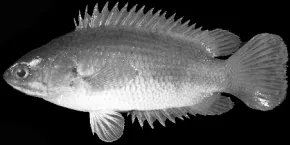 চিত্র- কই মাছ