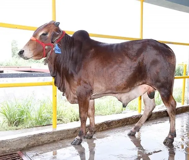 চিত্র- ক্রস বা সংকর গরু