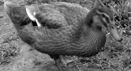 চিত্র- খাকী ক্যাম্পবেল জাতের হাঁস