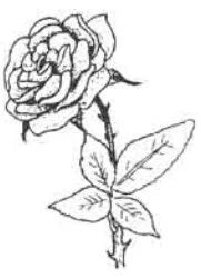 চিত্র- গোলাপ ফুল