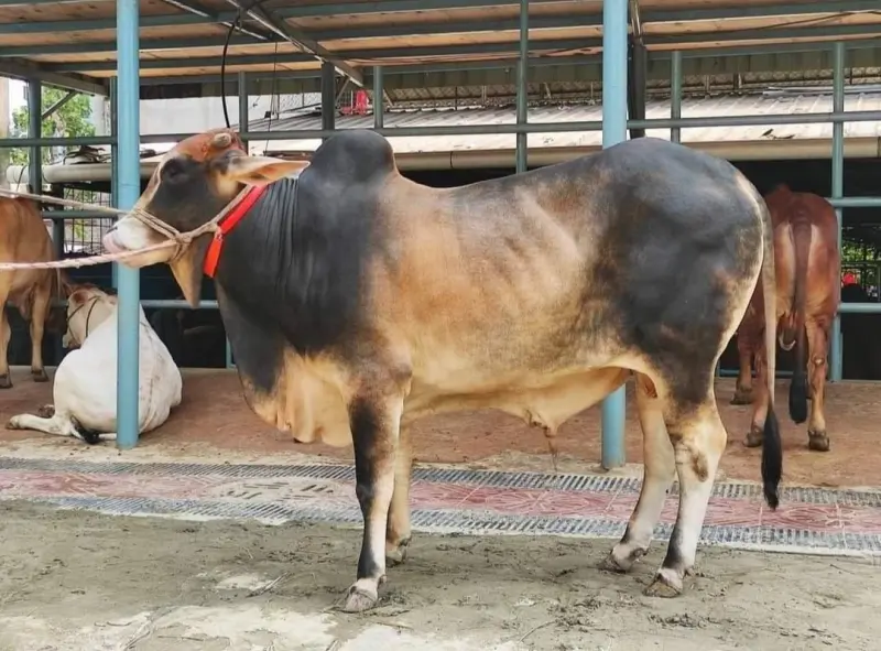 চিত্র- ছোট দেশি জাতের গরু