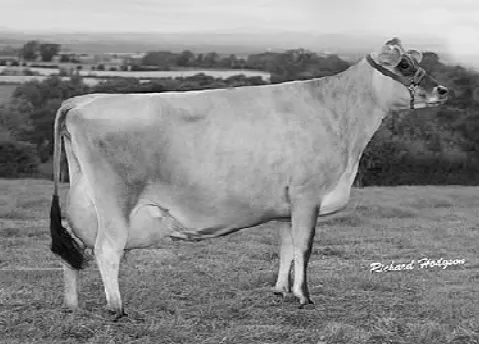 চিত্র- জার্সি জাতের গরুর বাস্তব ছবি