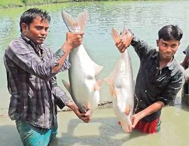 চিত্র- পাঙ্গাস আহরণ ও উৎপাদন