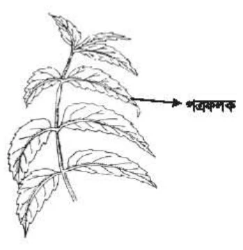 চিত্র- পাহাড়ি নিম পাতা