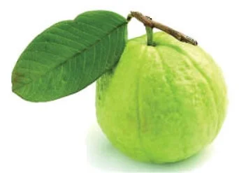 চিত্র- পেয়ারা