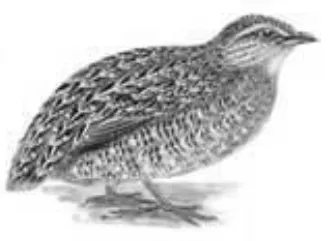 চিত্র- ফন বা ব্রাউন কোয়েল