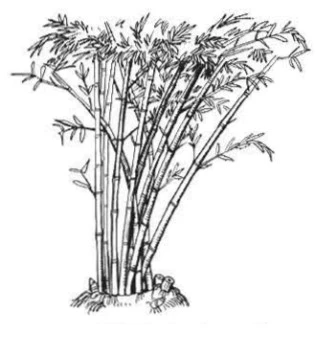 চিত্র- বরাক বাঁশ