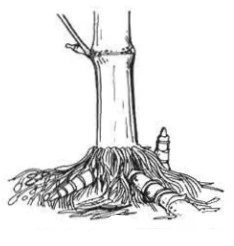 চিত্র- বাঁশের মোথা