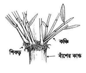 চিত্র- বাশের কান্ডস্থ প্রাকমূল কঞ্চি