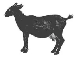 চিত্র- ব্ল্যাক বেঙ্গল জাতের ছাগল
