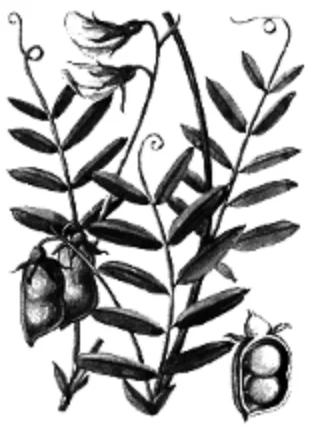 চিত্র- মসুর ডাল