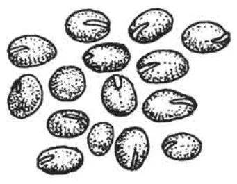 চিত্র- মাষকলাই (বারি-৩)
